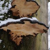 Laubholz-Harzporling (Ischnoderma resinosum) -an abgestorbenem Buchenholz. &copy; N. A. Kl&ouml;hn